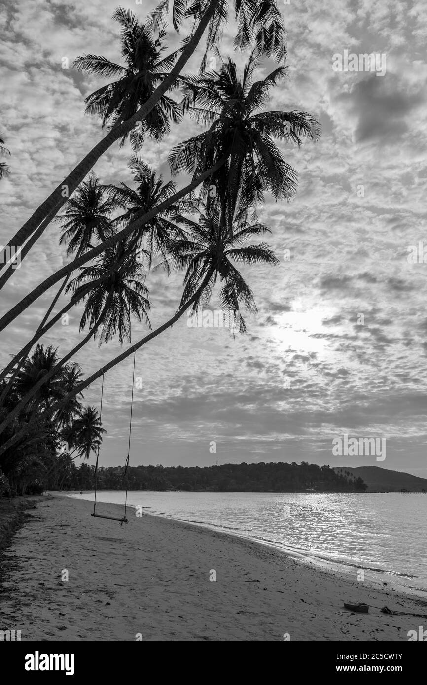 Thailand tree Black and White Stock Photos & Images - Alamy