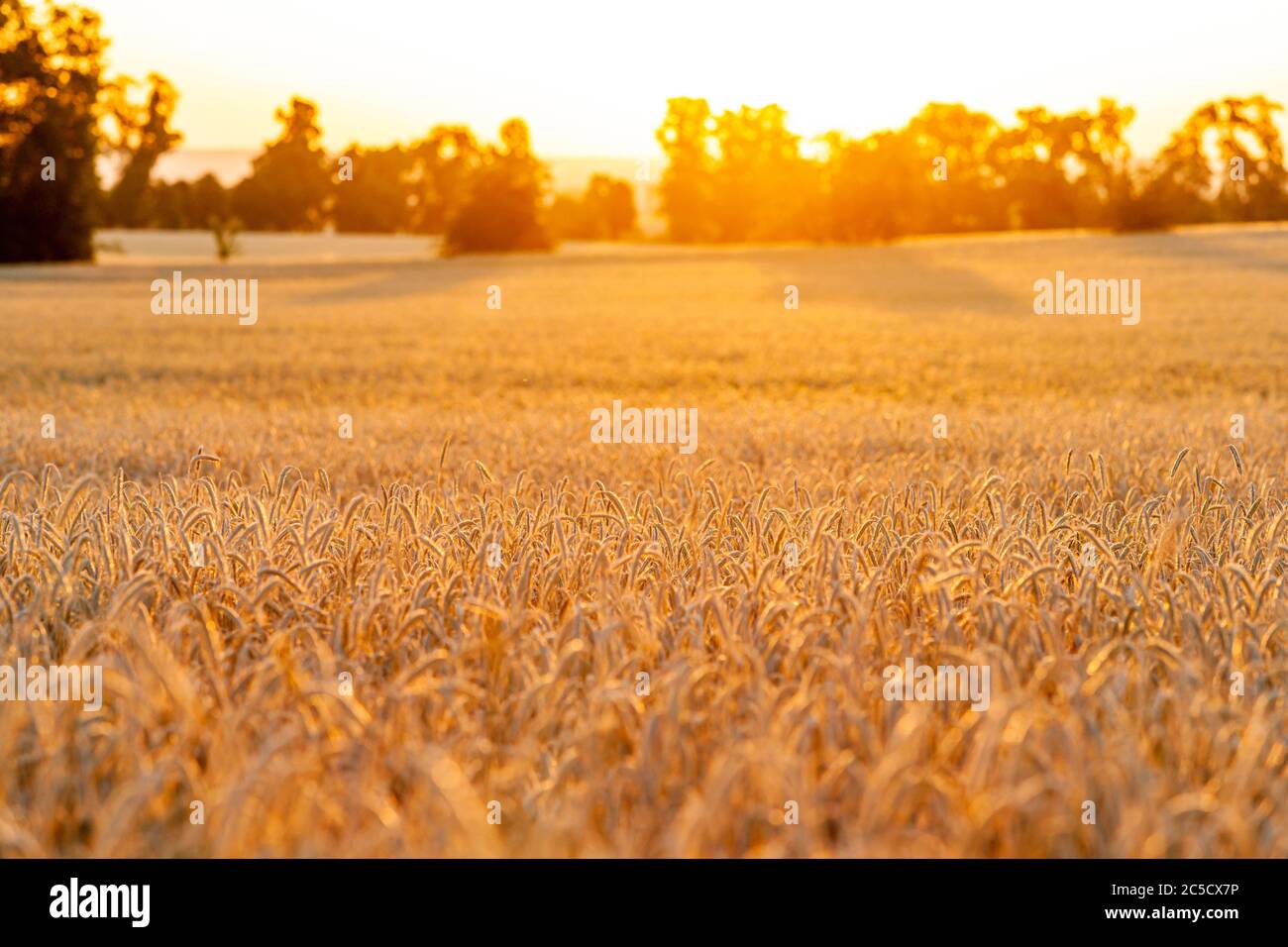 SONY DSC Stock Photo