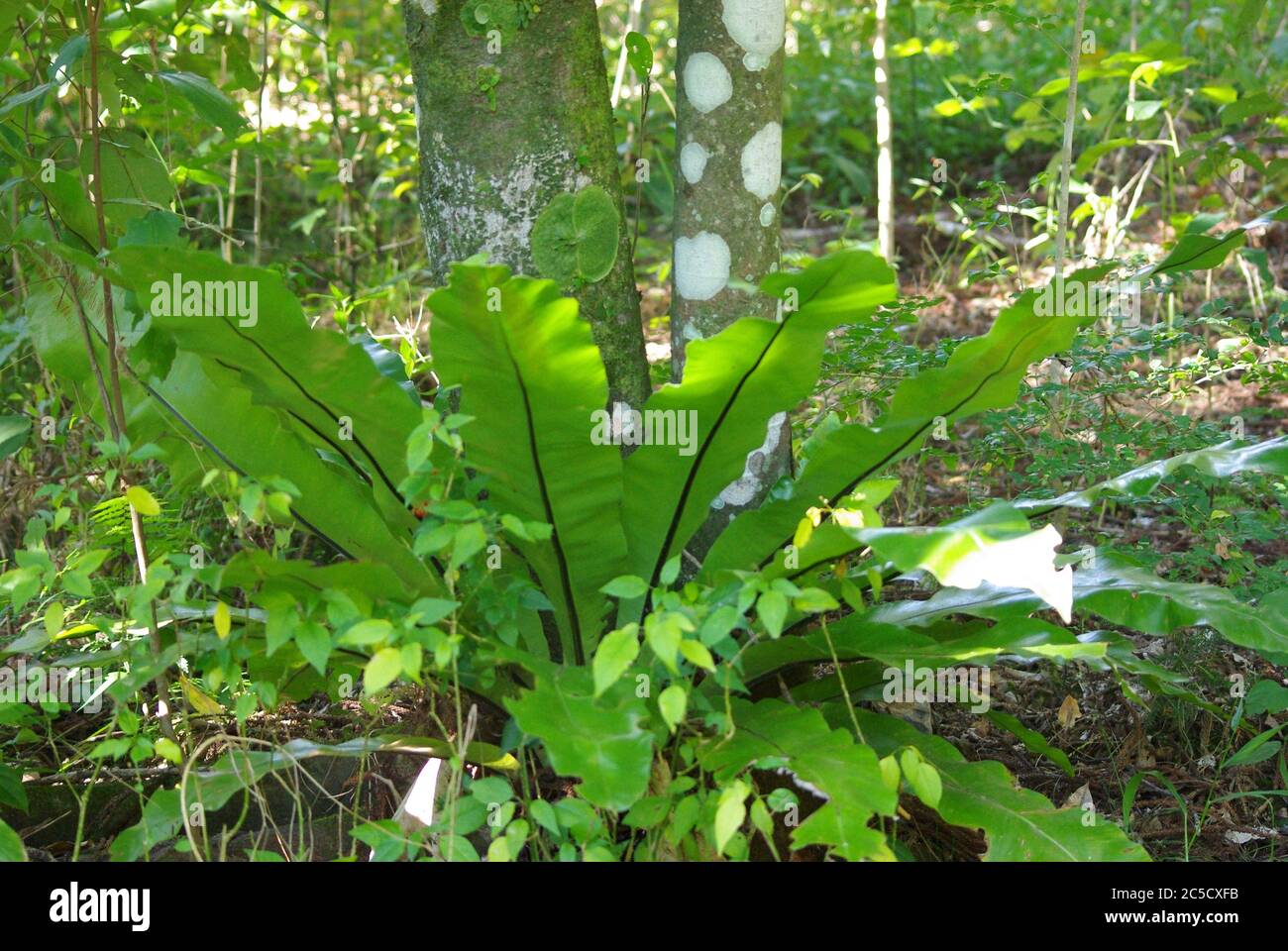 Crows Nest fern growing at the foot of a tree trunk Baroon Pocket Dam Maleny Queensland Stock Photo