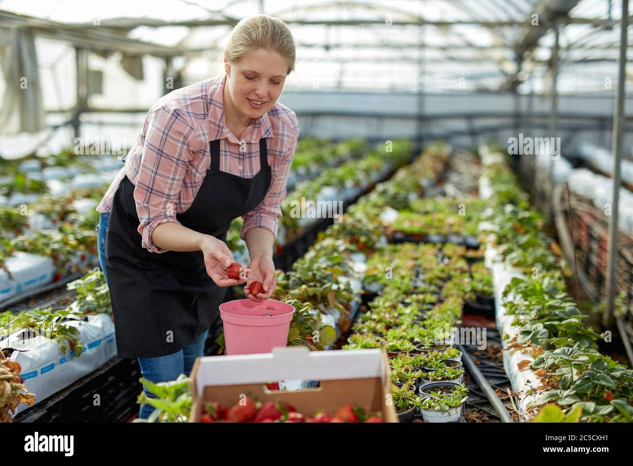 Young woman farm worker with box picking fresh ripe organic strawberry ...