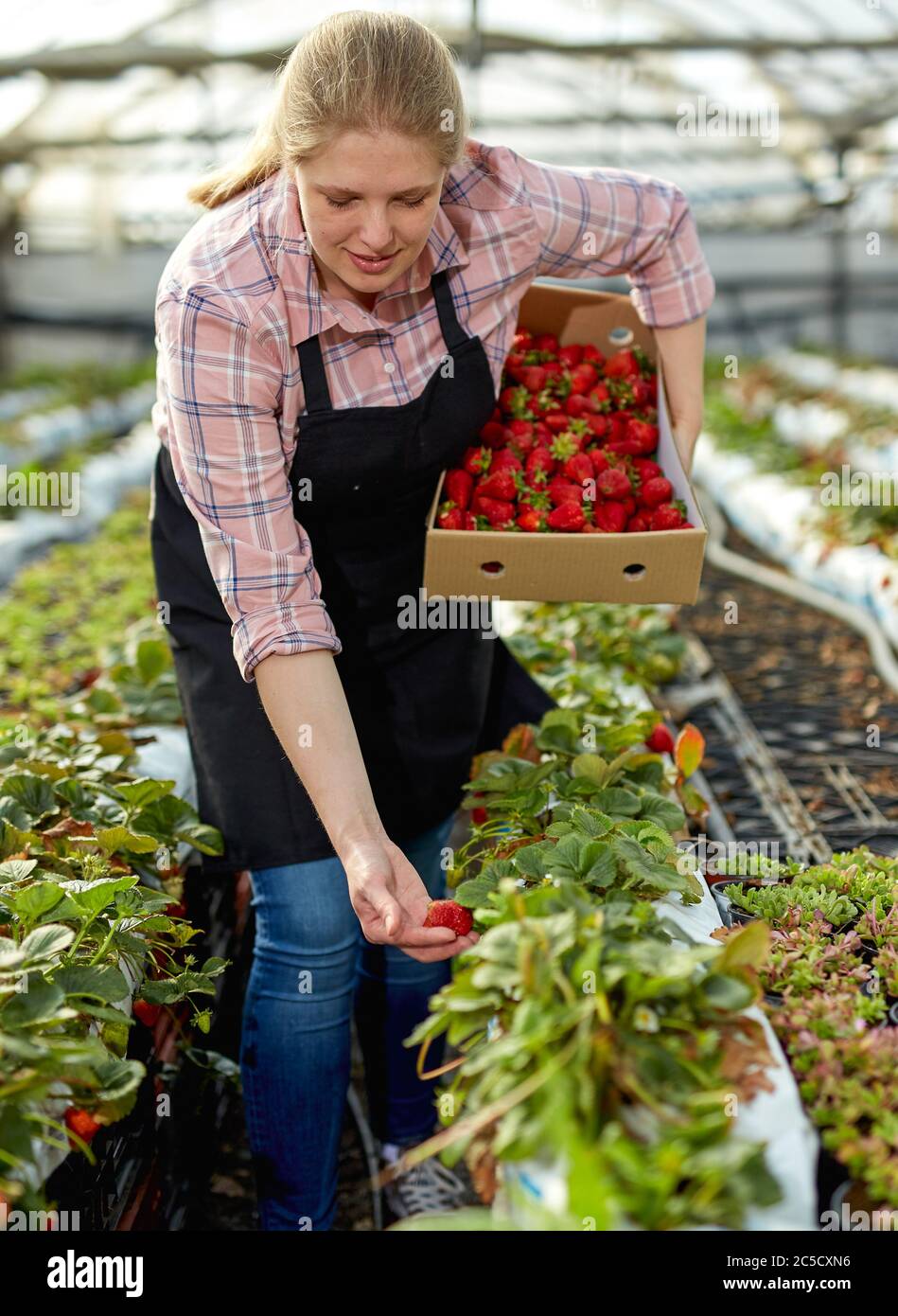 Young woman farm worker with box picking fresh ripe organic strawberry ...