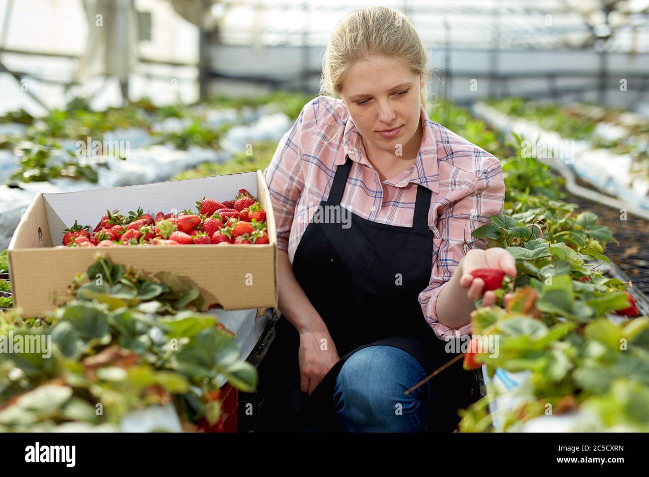 Young woman farm worker with box picking fresh ripe organic strawberry ...