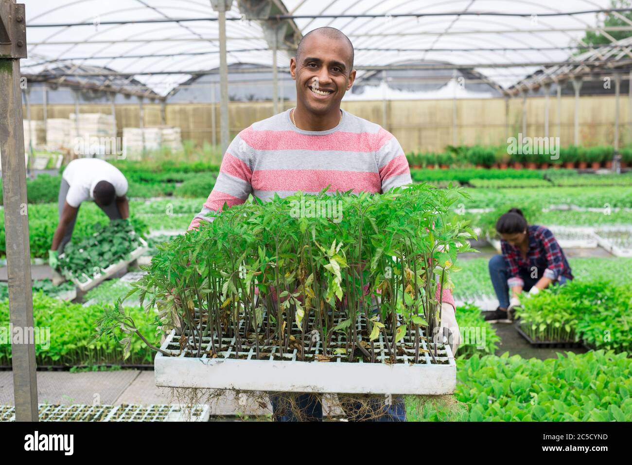 Professional gardeners grow potted plants in orangery Stock Photo - Alamy