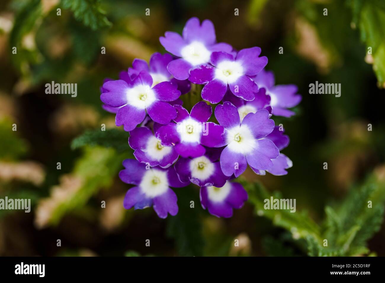 cluster of purple and white verbena blossoms Stock Photo
