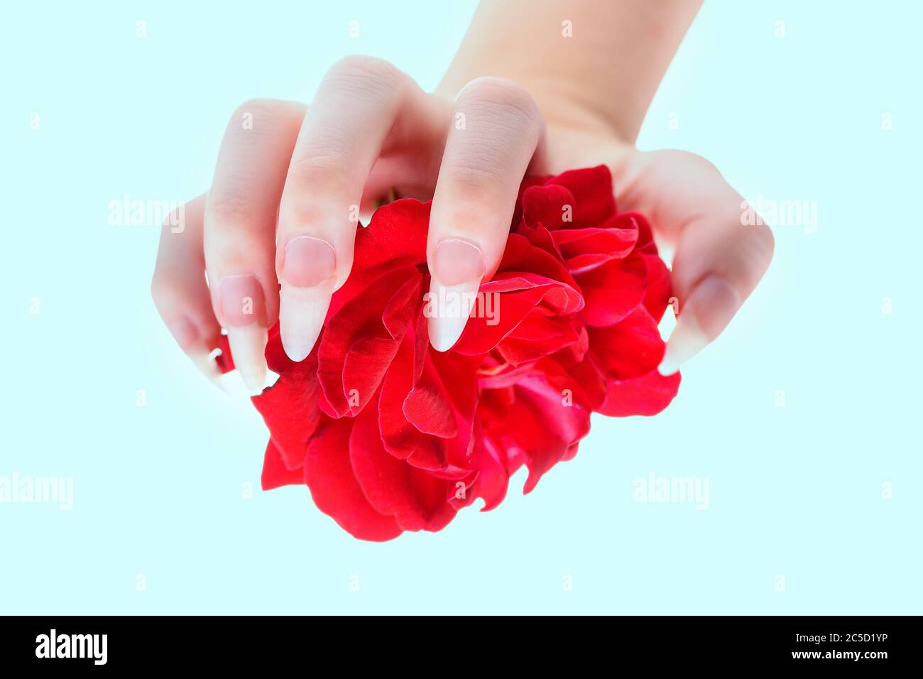 Natural manicure nails. Beautiful girl hands holding red rose. Rose in the hands girl close-up. Beautiful, natural fingernails. Nails, hands, rose clo Stock Photo