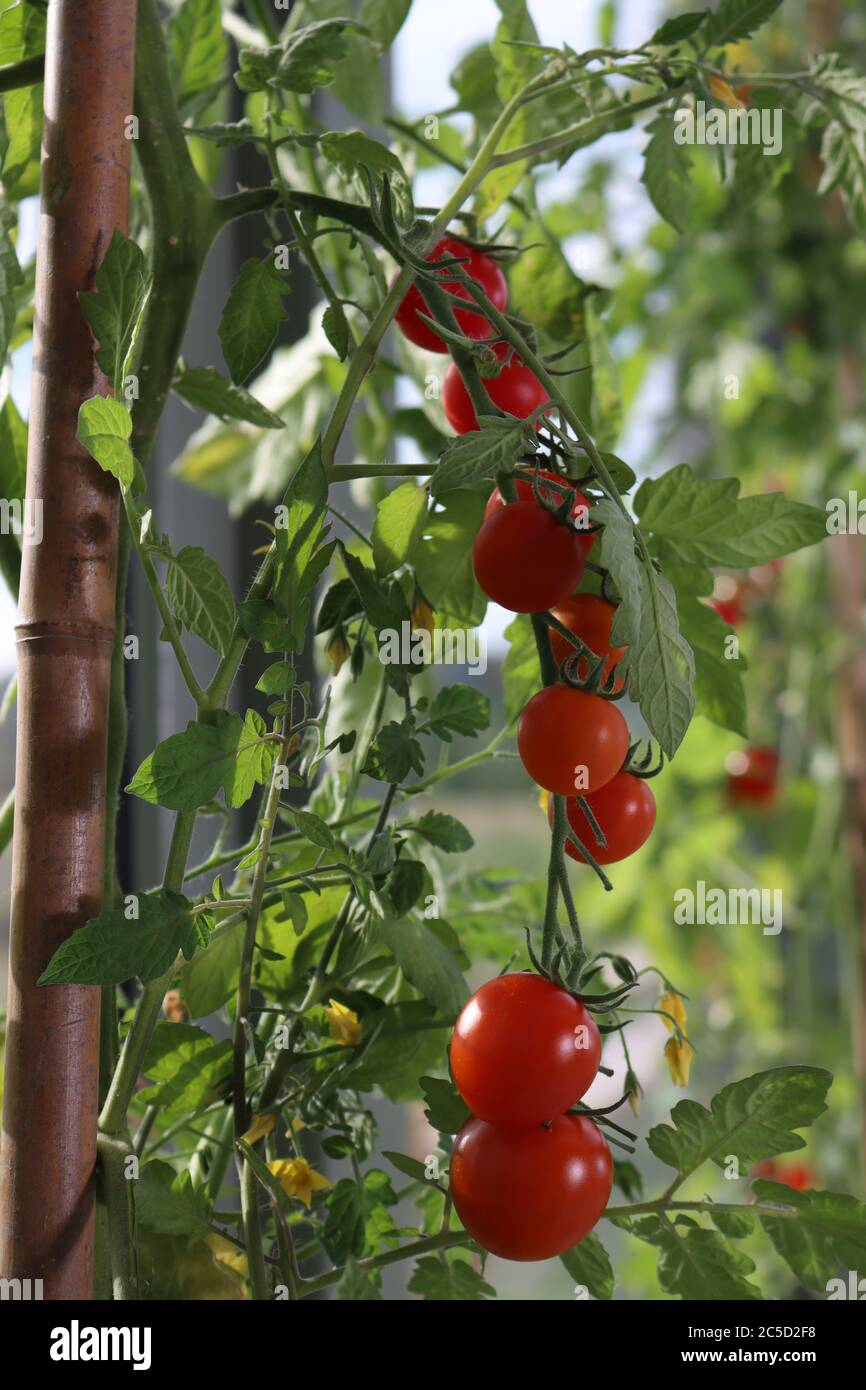 Cascading red cherry tomatoes on their plant growing. Rapunzel variety