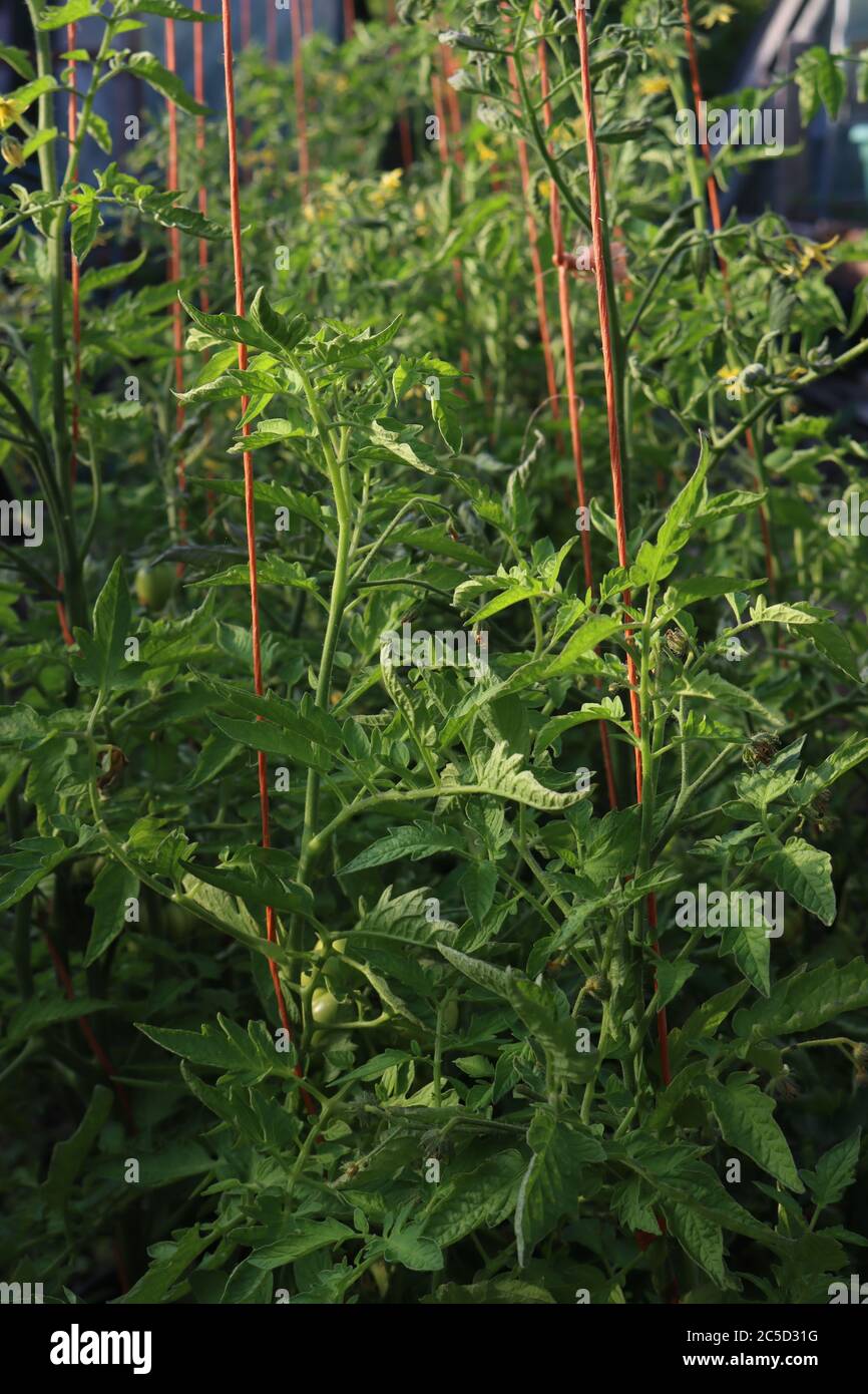 Tomatoes growing on a tomato farm. Close up of plants, lots of leaves Stock Photo