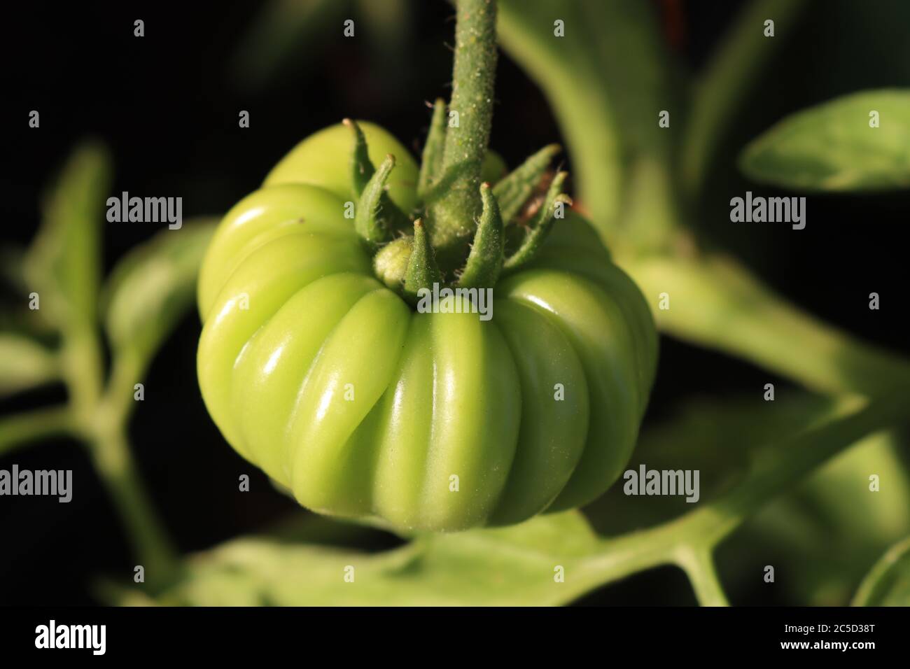 Green beefsteak tomatoes on their plants close up Marmande tomatoes. Perfect formation Stock Photo
