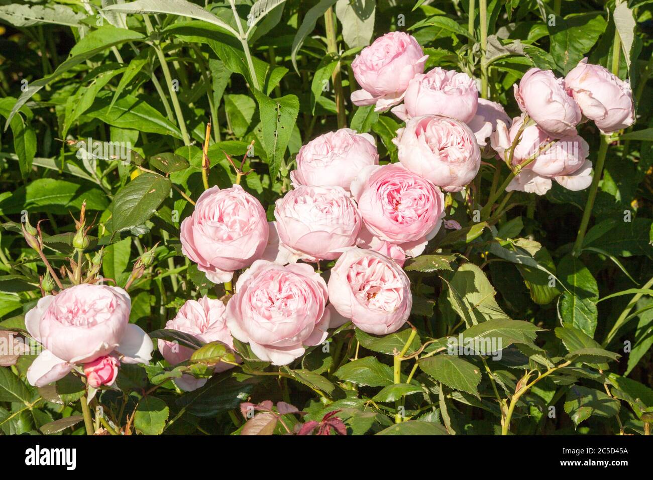 The David Austin shrub rose Geoff Hamilton growing in an English cottage rose garden Stock Photo