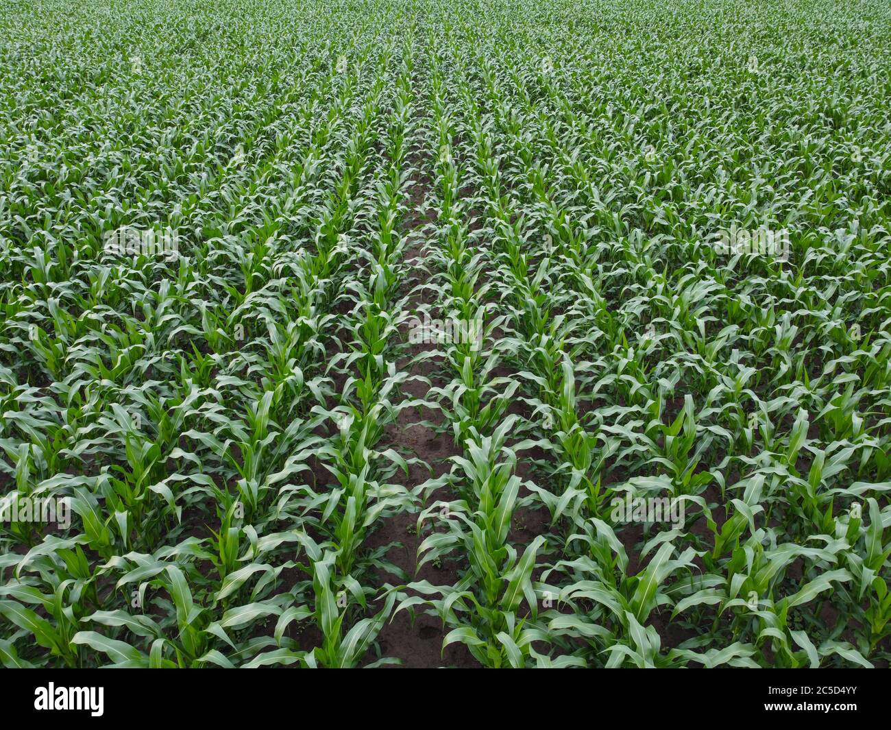 Corn field. Rows of green corn on top Stock Photo Alamy