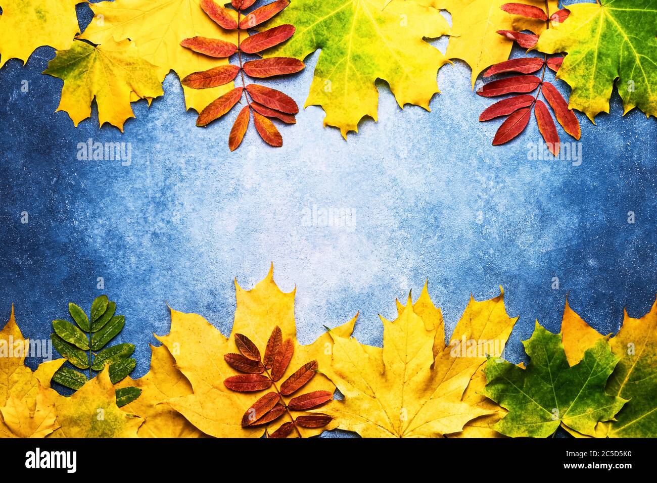Autumnal composition. Border made of yellow and red leaves on blue ...