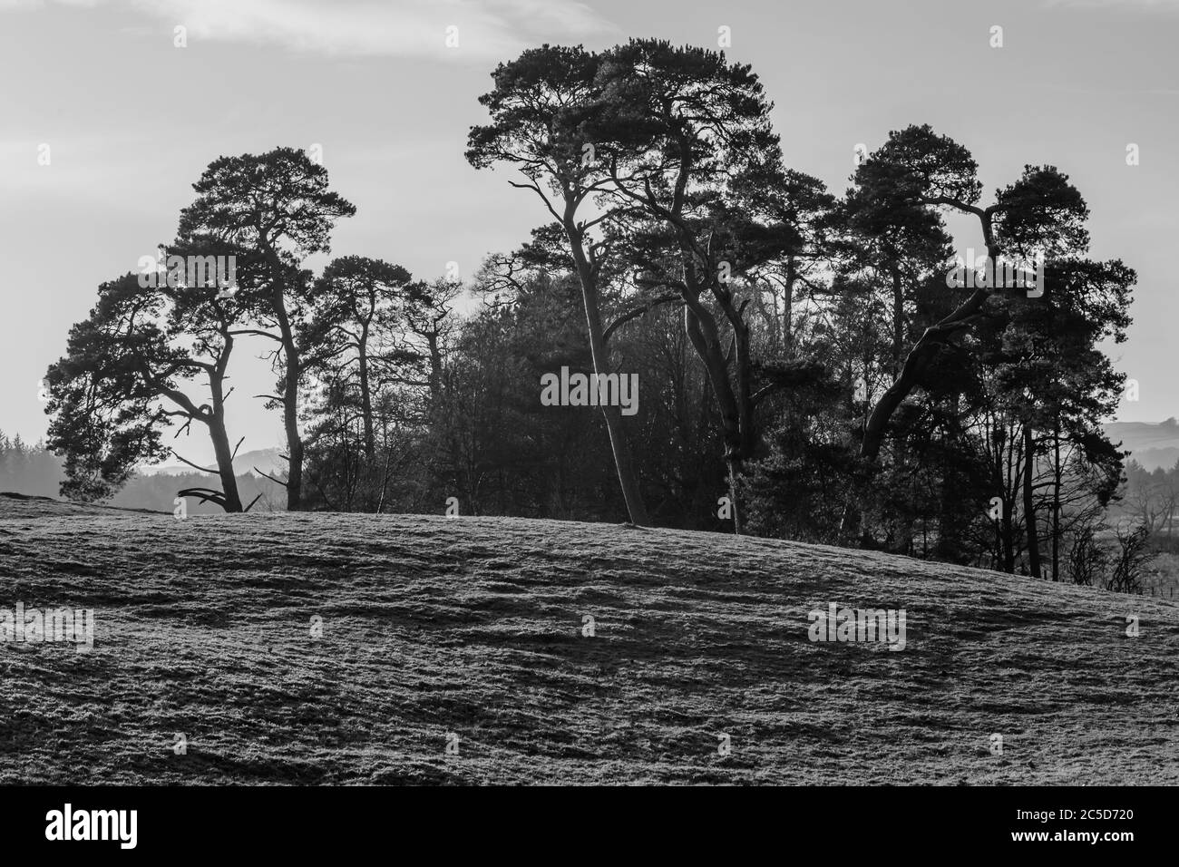 Tall growing trees Black and White Stock Photos & Images - Alamy