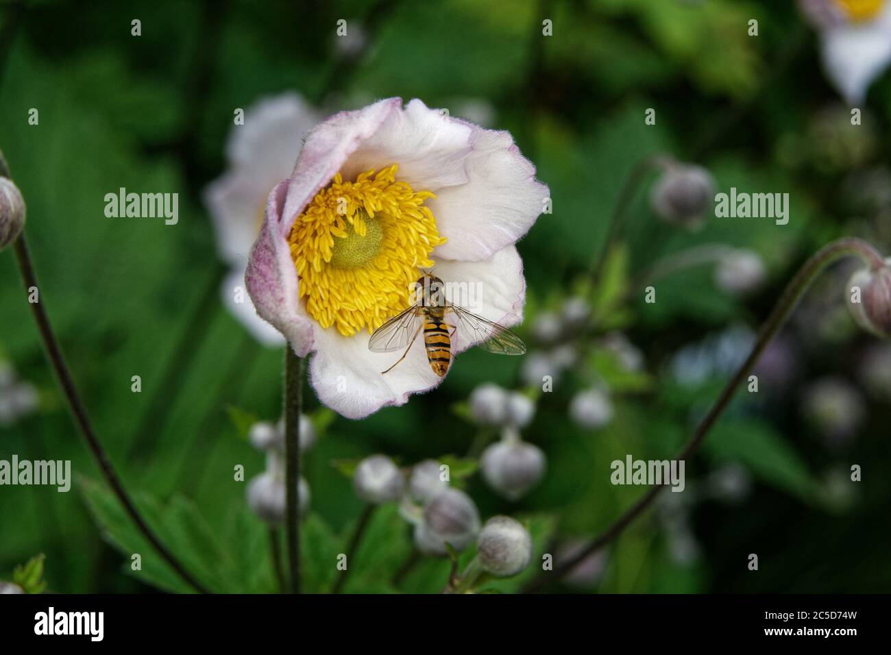Syrphidae, Anemone hupehensis, close-up of a hoverfly on an anemone against a blurred background Stock Photo