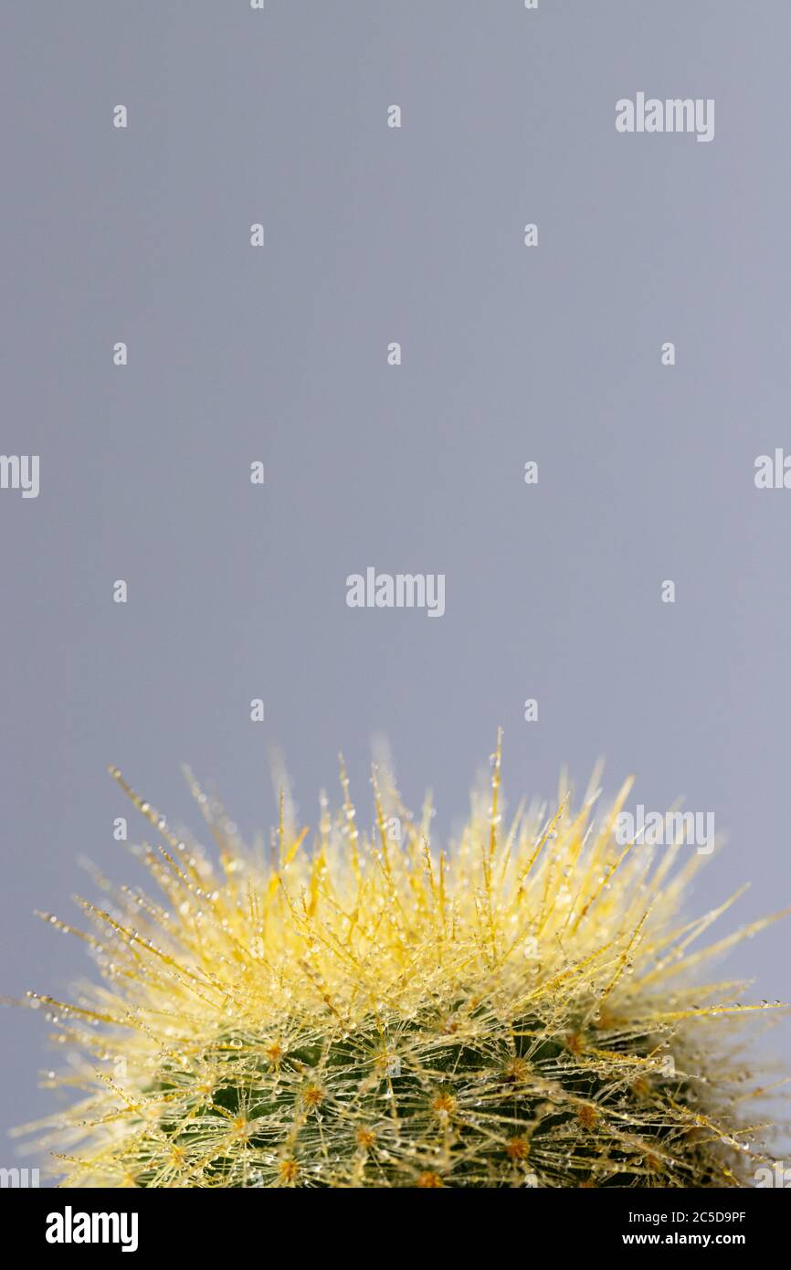 Close up of Mammillaria cactus with water drop on grey background. Cope space Stock Photo