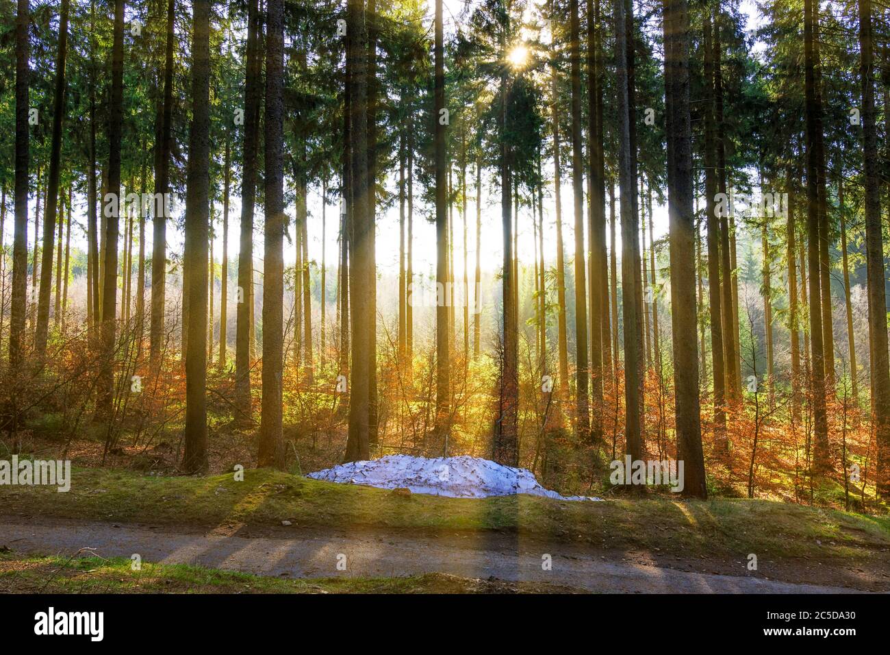 Wald vom Sonnenlicht durchflutet. Stock Photo