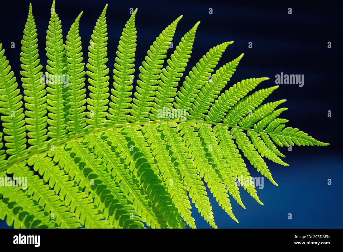 Green ecological wildlife concept background. Ecology concept. Symbol Wildlife Ecology. Green leaf of fern in the sun. Wildlife concept. Green Leaf Fe Stock Photo
