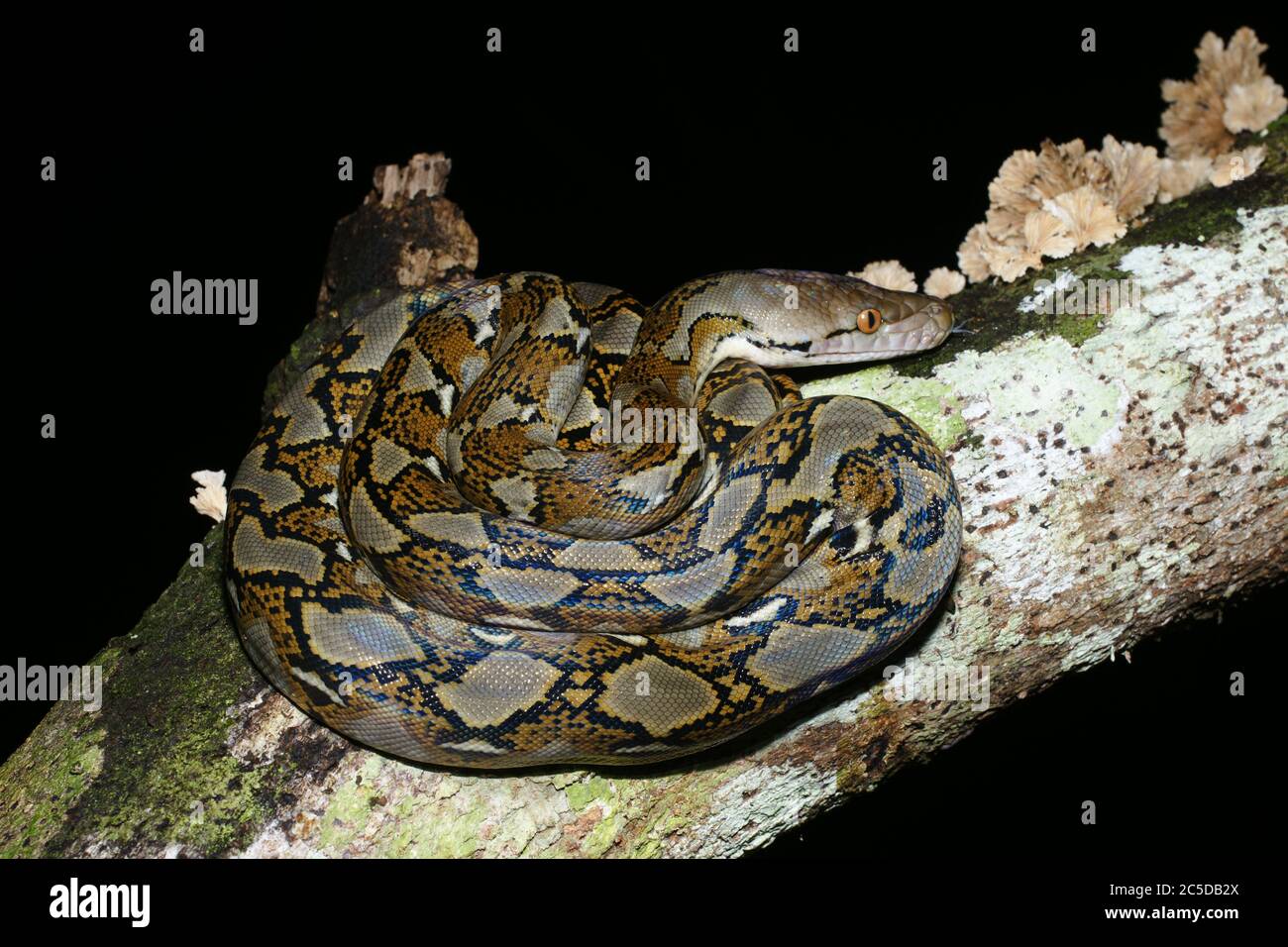Juvenile reticulated python snake (Malayopython reticulatus), Borneo ...