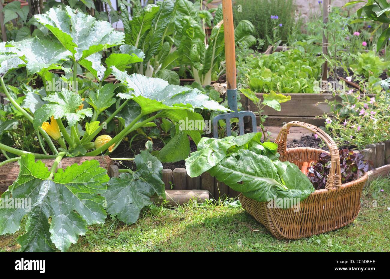 fresh vegetables in a wicker basket harvesting in garden Stock Photo ...