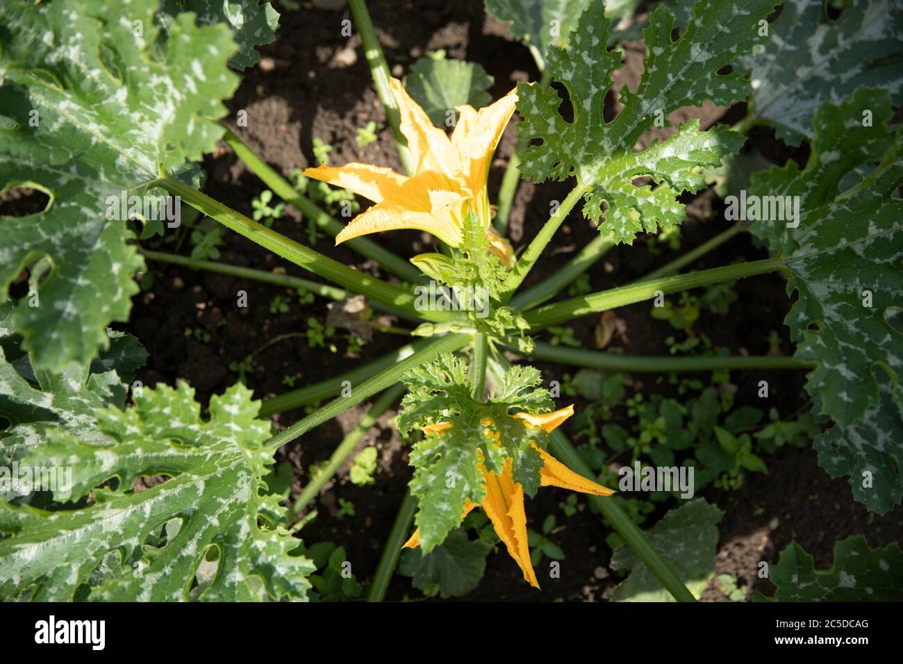 Ripe courgette hires stock photography and images Alamy