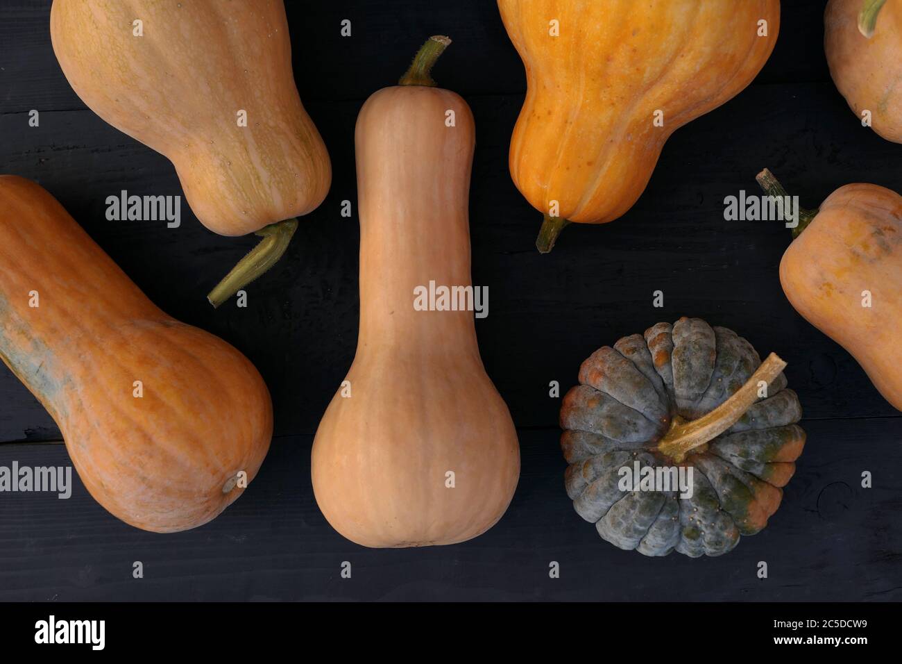 Butternut and moschata squashes varieties on black wooden boards background Stock Photo