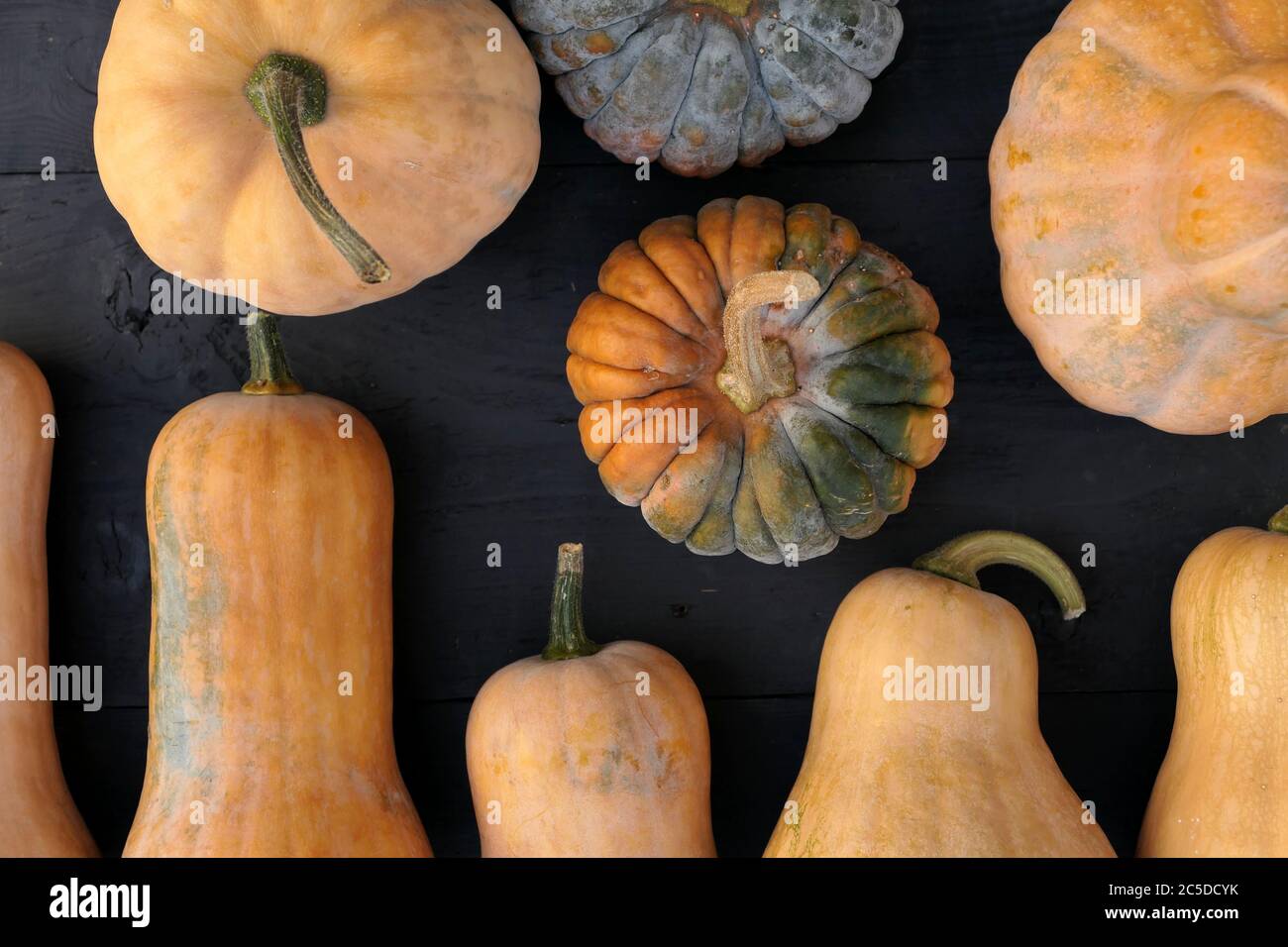 Butternut and moschata squashes varieties on black wooden boards background Stock Photo