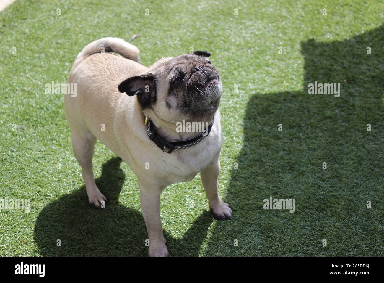 Pug asking for treats Stock Photo