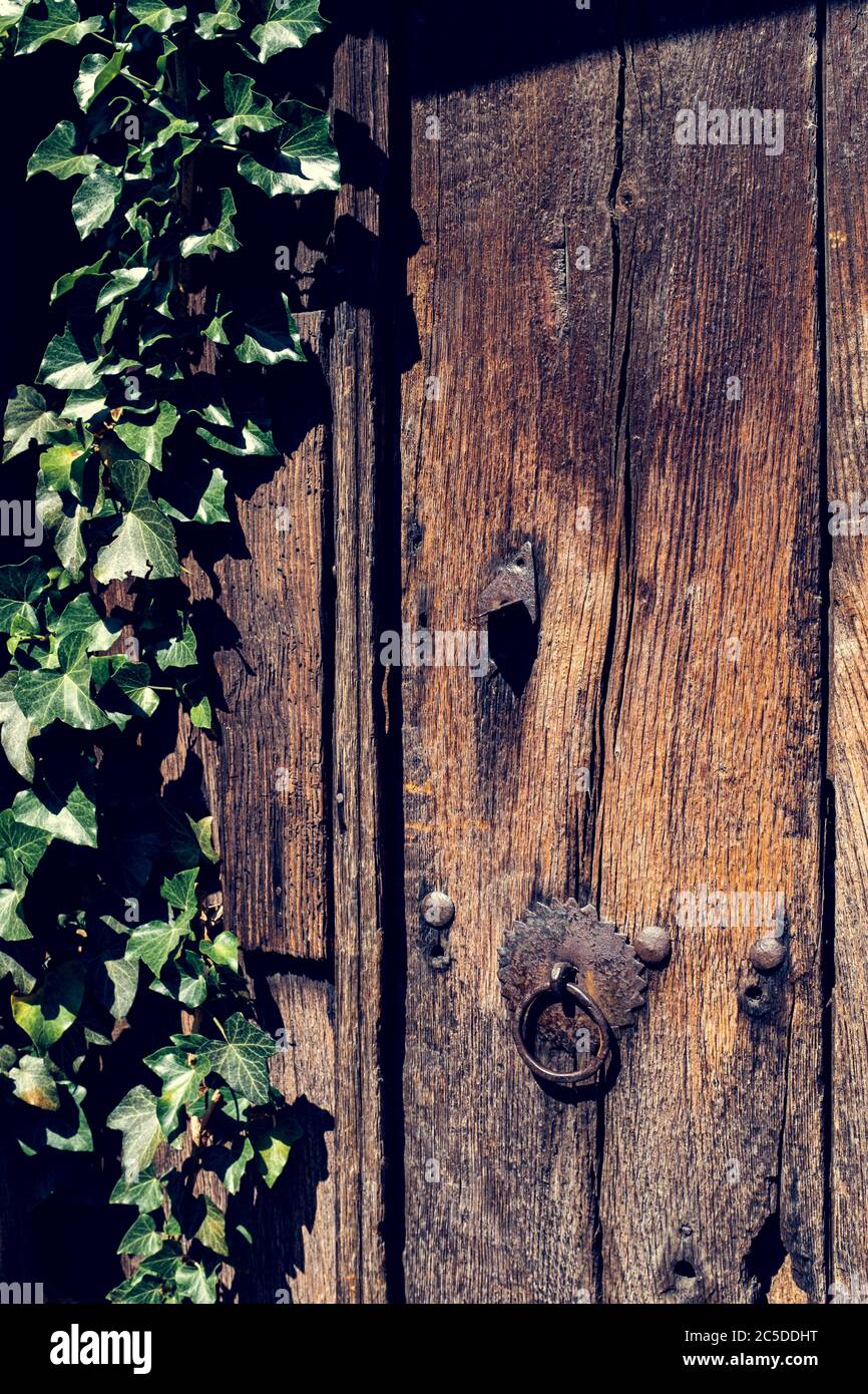 Old brown wooden oak gate with green climbing Ivy leaves growing over it Stock Photo