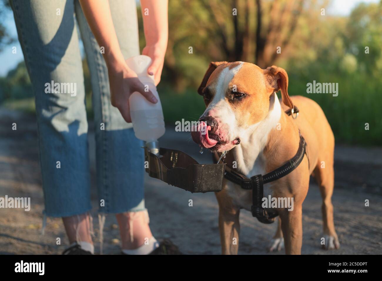 Keeping a dog hydrated in summer. Using dog water bottle at walk or hiking trip, taking care of pets concept Stock Photo