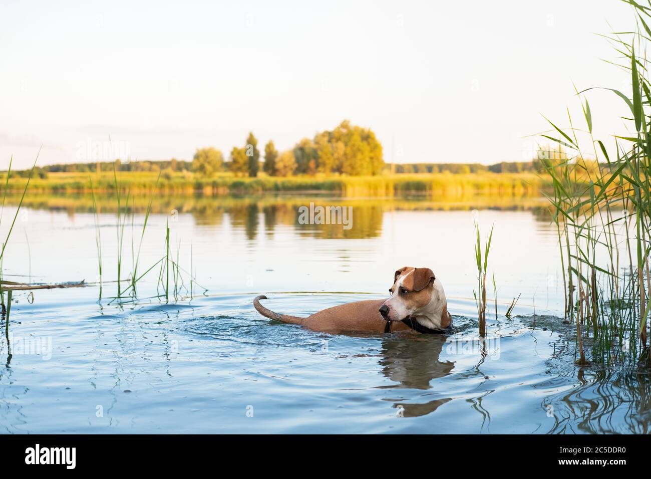 Dog enjoys staying in the clean lake in summer. Active pets, swimming dogs, physical activity concepts Stock Photo