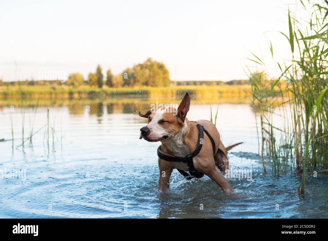 Happy dog shakes off water after a swim in the lake. Physical activities for pets in the summer, dog enjoying staying in water Stock Photo