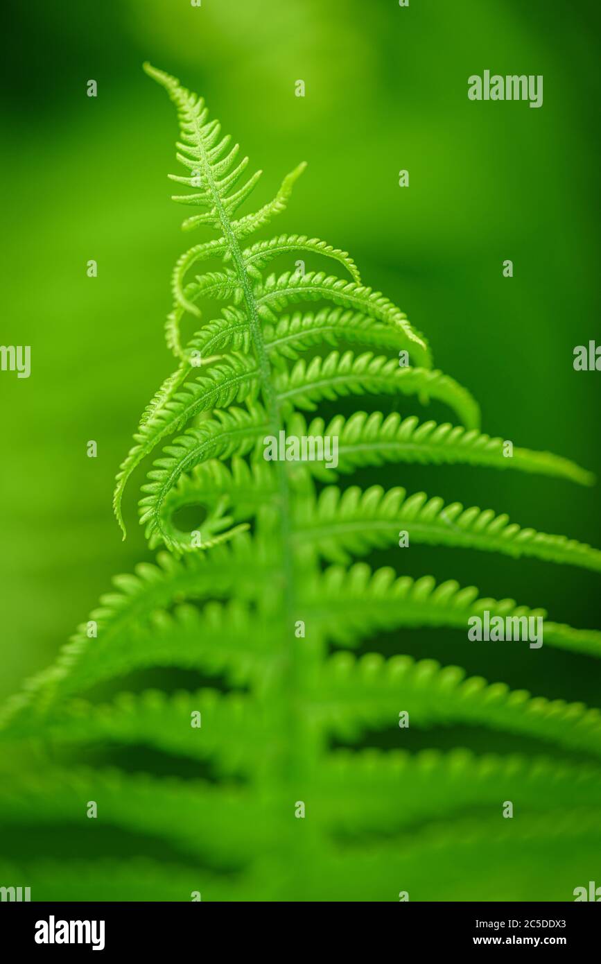 Fern Leaves Ecology Concept. Green ecological wildlife concept background. Wildlife Paportik Green Leaf. Stock Photo