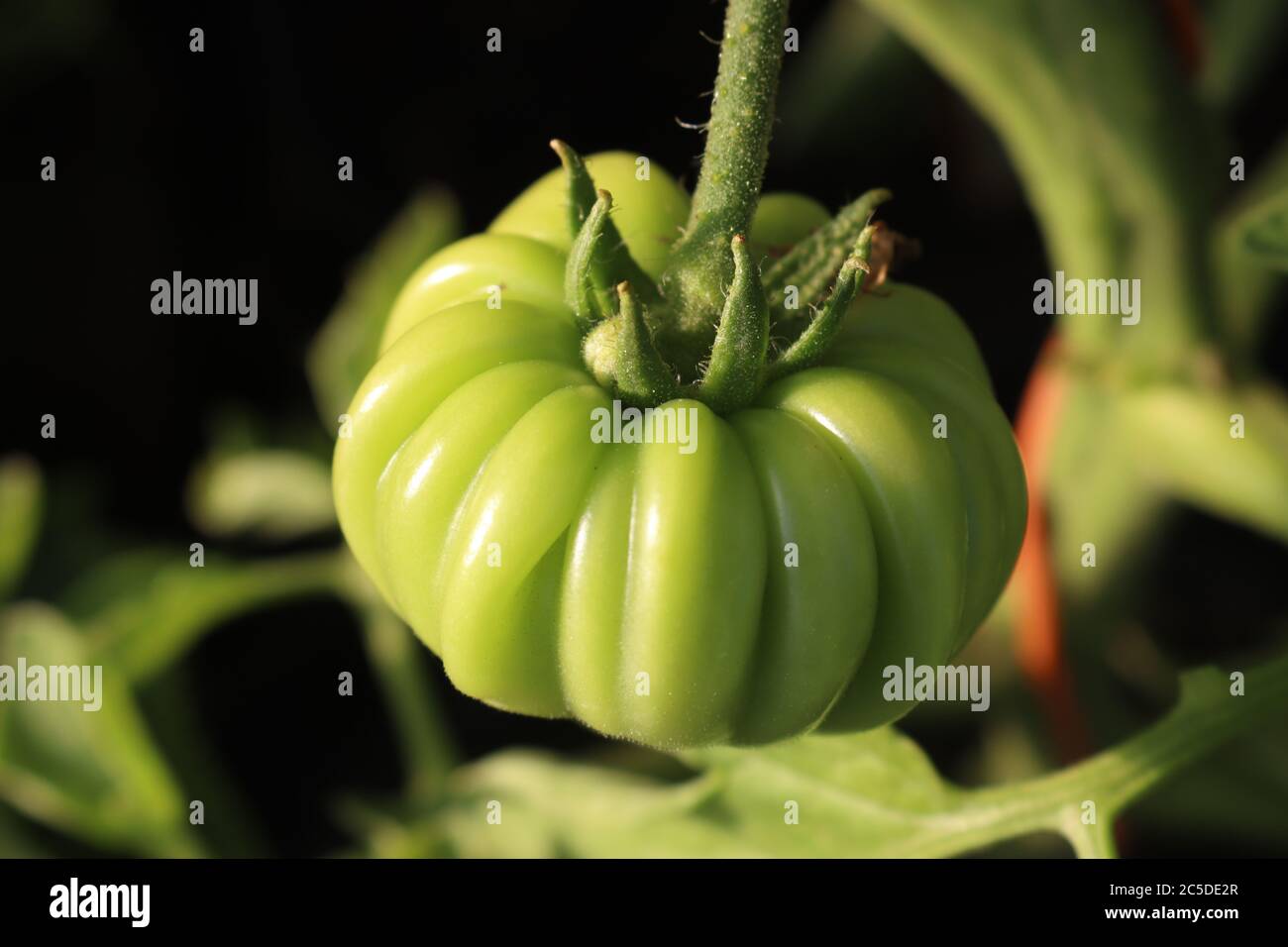 Green beefsteak tomatoes on their plants close up Marmande tomatoes. Perfect formation 2 Stock Photo