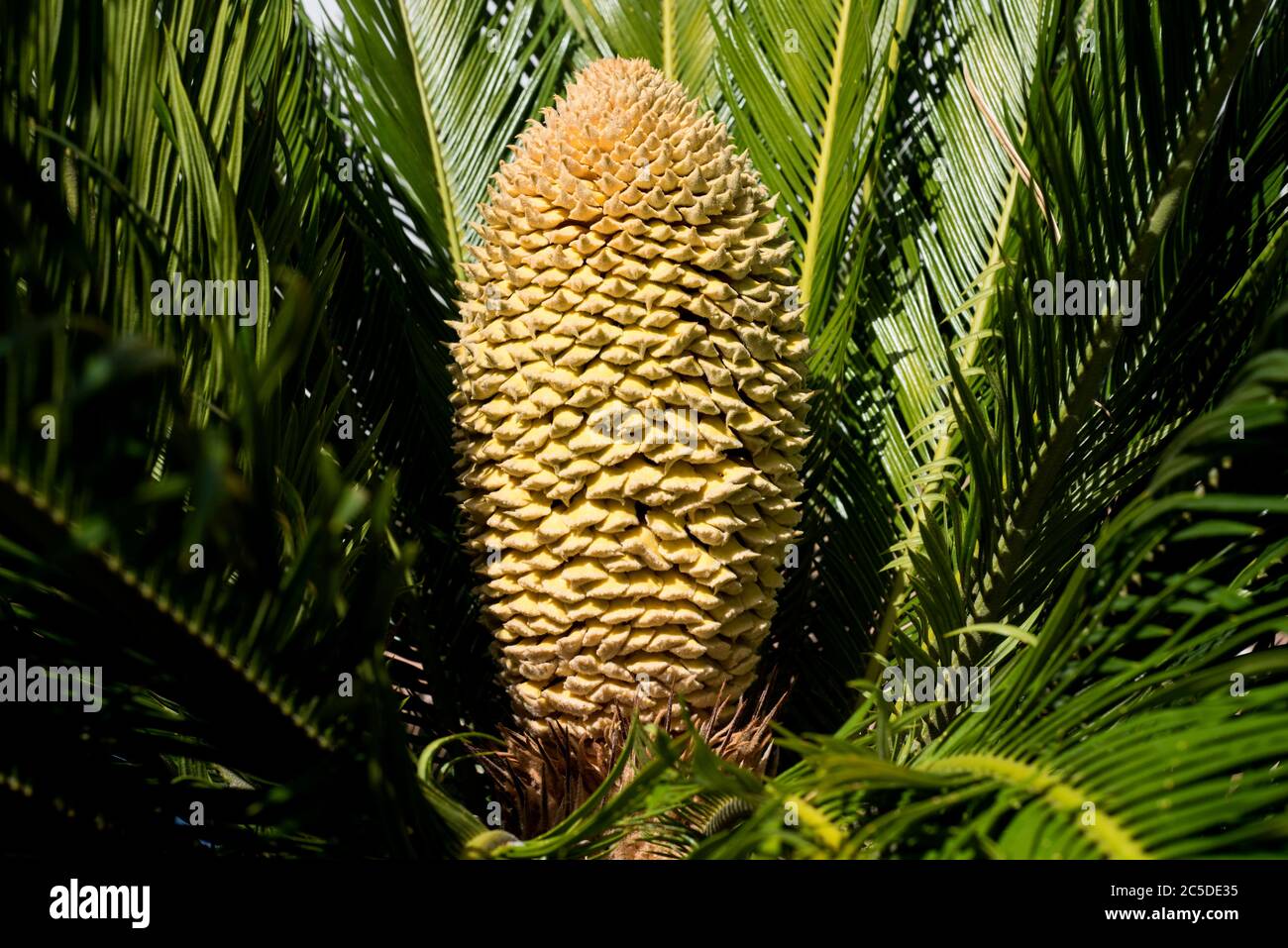 male flower of the cycas plant Stock Photo