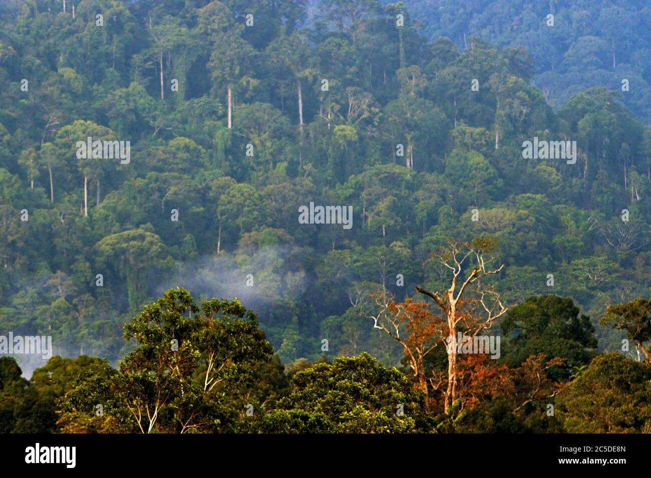 Tropical rainforest canopy is seen from Nanga Raun village in Kapuas Hulu, West Kalimantan, Indonesia. Stock Photo