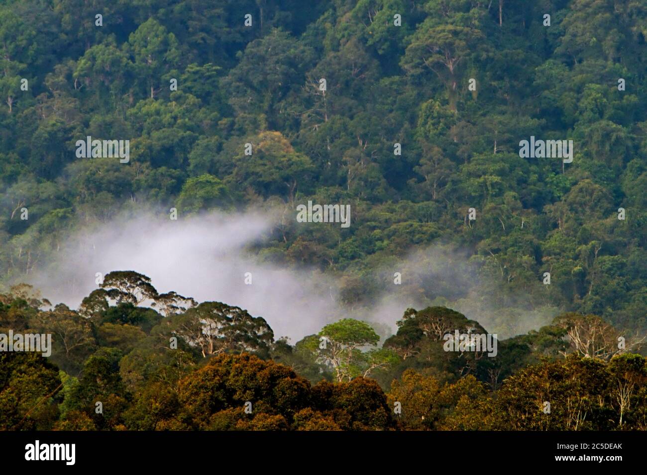 Tropical rainforest canopy is seen from Nanga Raun village in Kapuas Hulu, West Kalimantan, Indonesia. Stock Photo