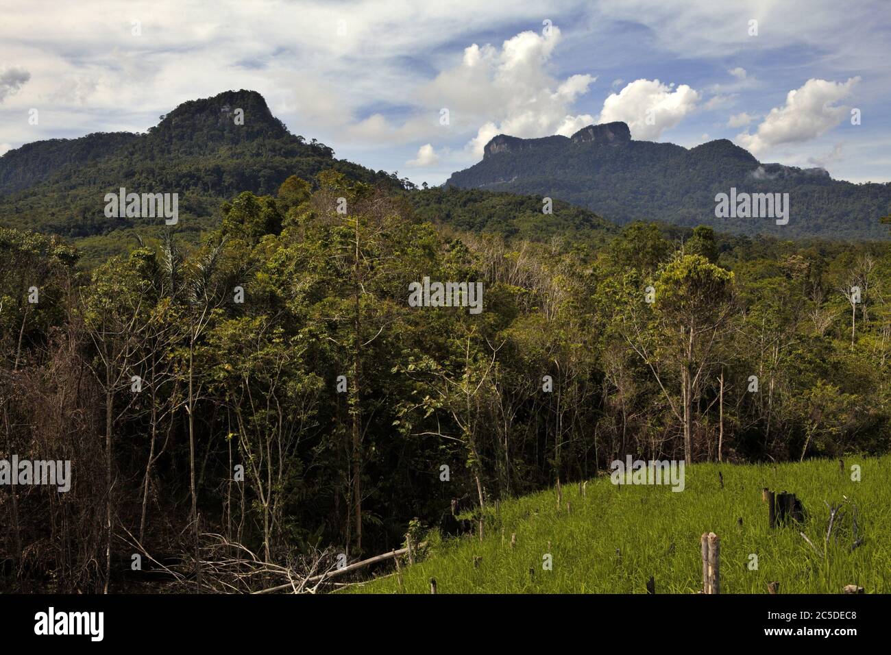 Agricultural field in a background of forest and Amayambit hill in Nanga Raun village, Kalis, Kapuas Hulu, West Kalimantan, Indonesia. Stock Photo