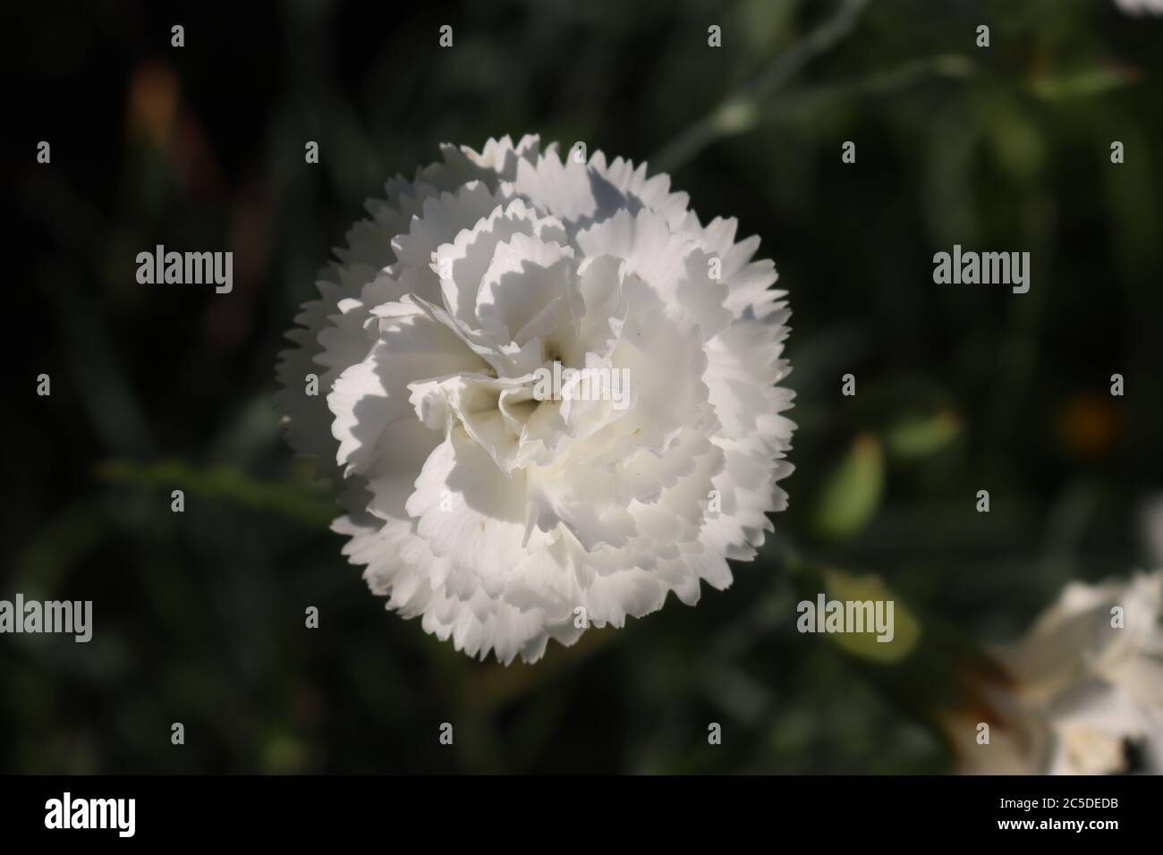 Carnation Leaves High Resolution Stock Photography and Images Alamy