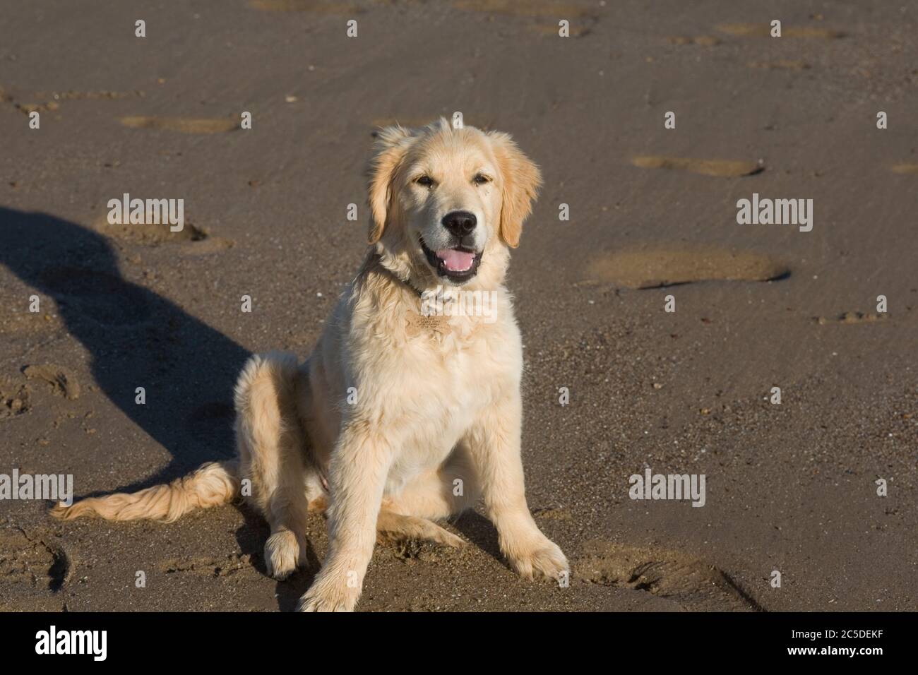 4 month old female golden retriever puppy sitting on sand of Newton beach Porthcawl Stock Photo