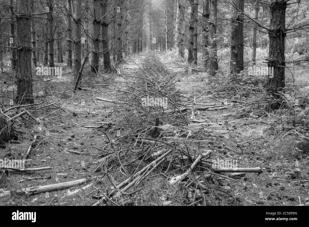 An symmetrical avenue between 2 rows of planted pine trees filled with heaped small branches diminishing into the distance. Monochrome Stock Photo