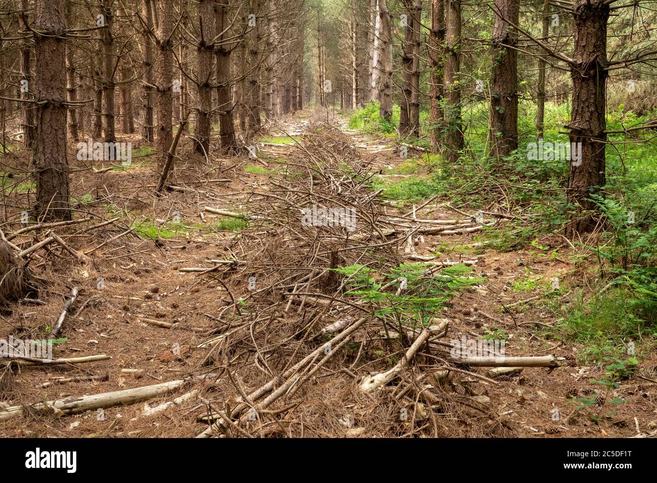 An symmetrical avenue between 2 rows of planted pine trees filled with heaped small branches diminishing into the distance. Stock Photo