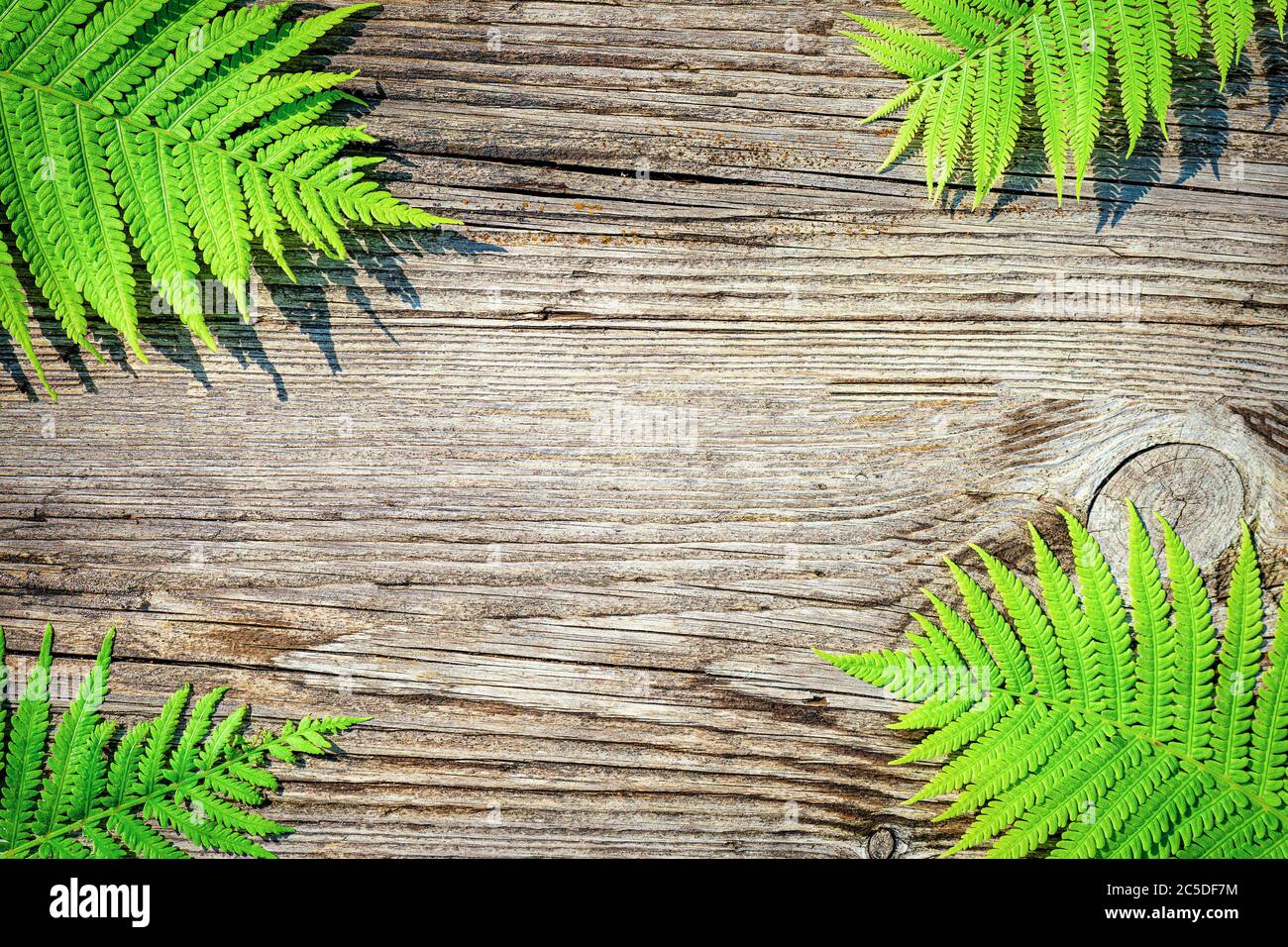 Natural background Wildlife concept copy-space. Fern leaves on wooden background, top view copy space. Fern Leaves Ecology Concept. Stock Photo