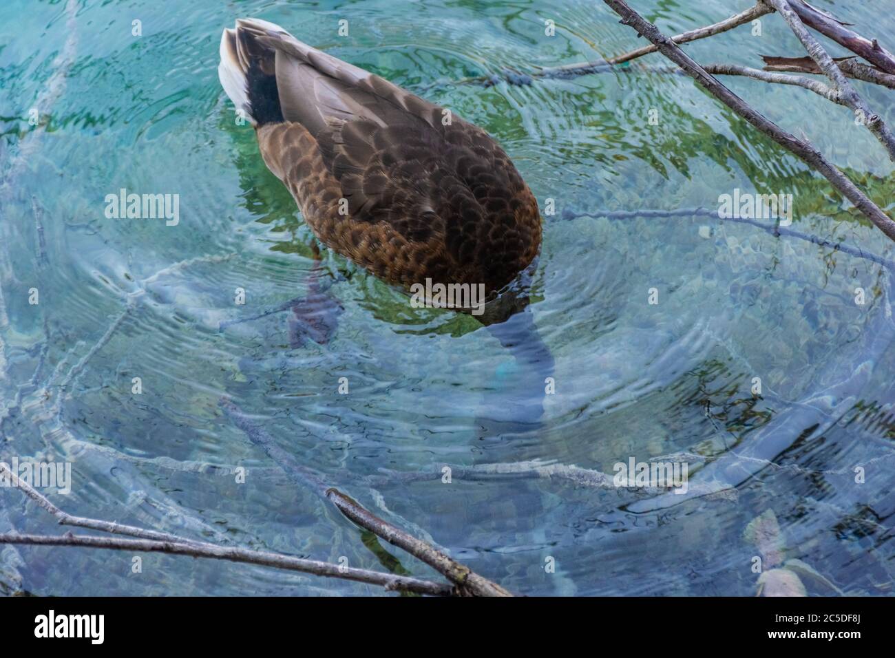 Sparkling water duck hi-res stock photography and images - Alamy
