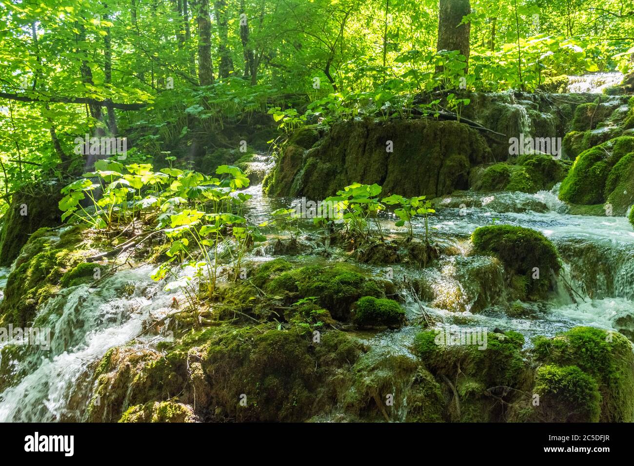 River flowing in the forest Stock Photo - Alamy