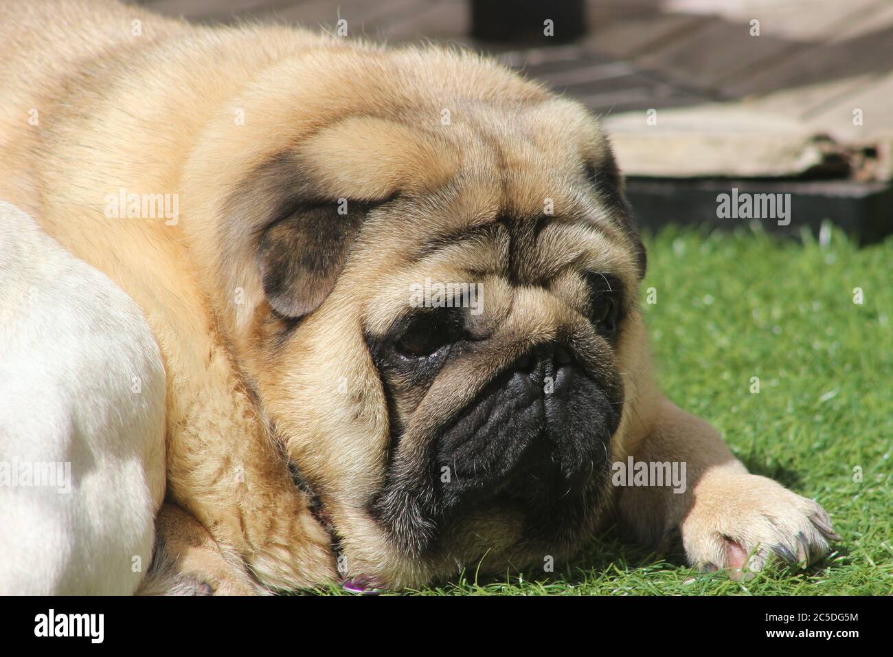 Apricot puggle on sale