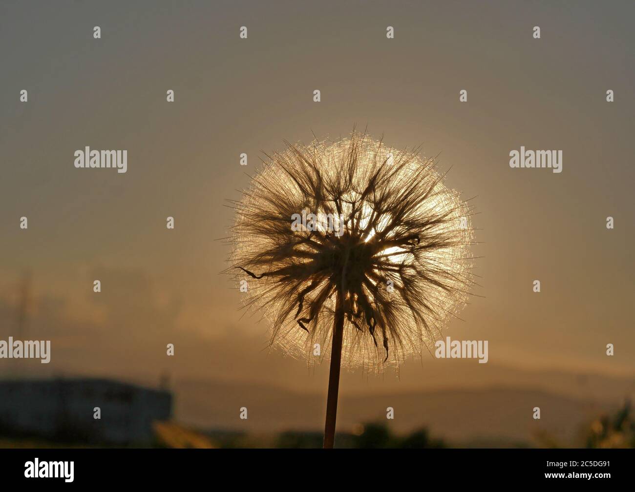 Dandelion seeds flying sunset hi-res stock photography and images - Alamy