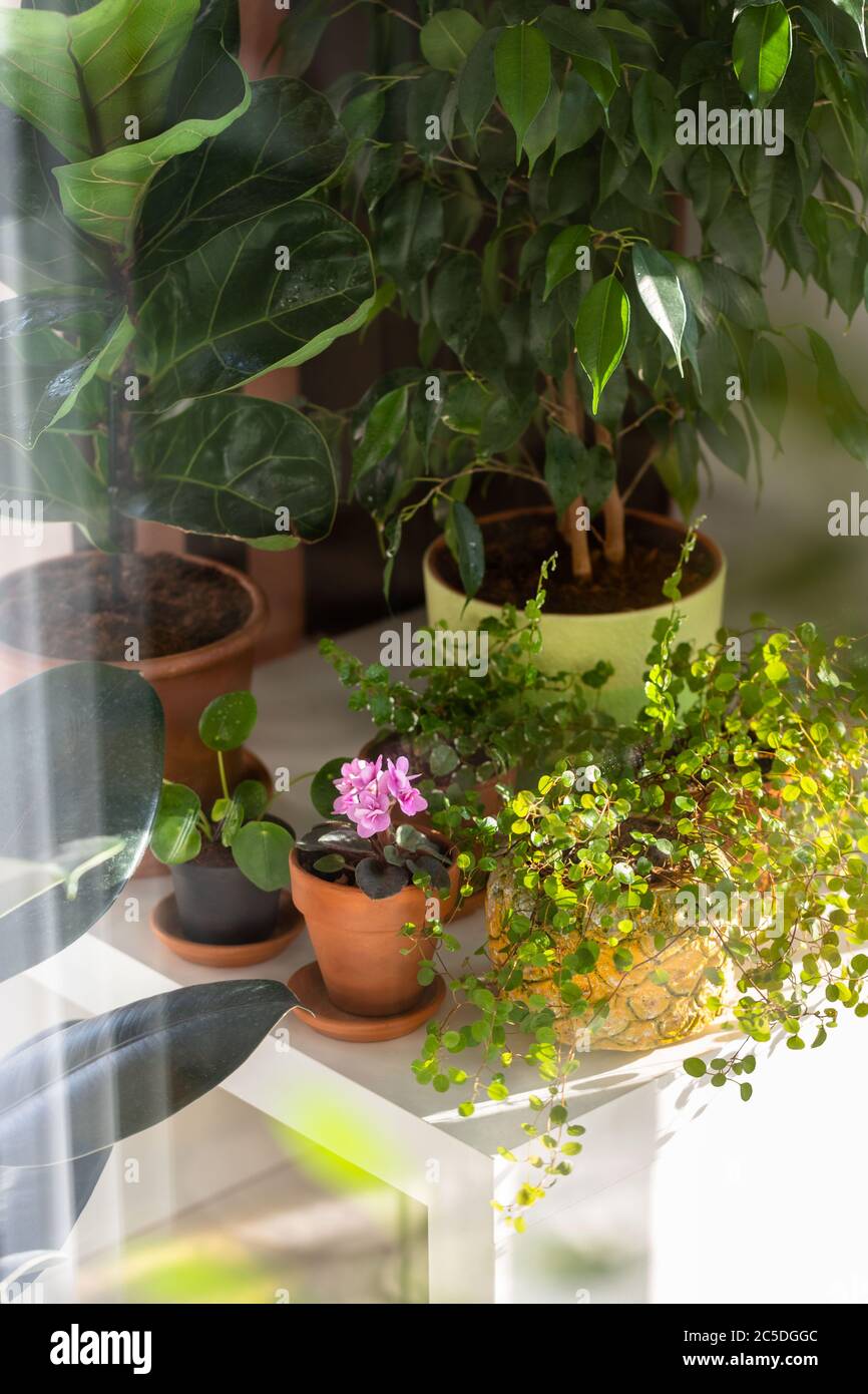 https://c8.alamy.com/comp/2C5DGGC/muehlenbeckia-in-a-decorative-planter-after-wetting-from-a-spray-gun-on-the-table-lit-by-sunlight-surrounded-by-indoor-houseplants-blooming-saintpa-2C5DGGC.jpg