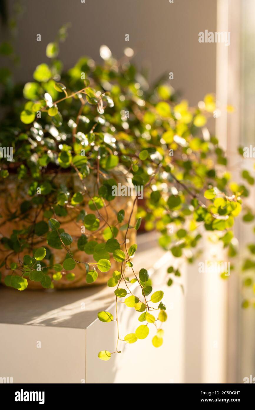 Plant Muehlenbeckia in a decorative planter after wetting from a spray gun on the table lit by sunlight, surrounded by other indoor plants. Stock Photo