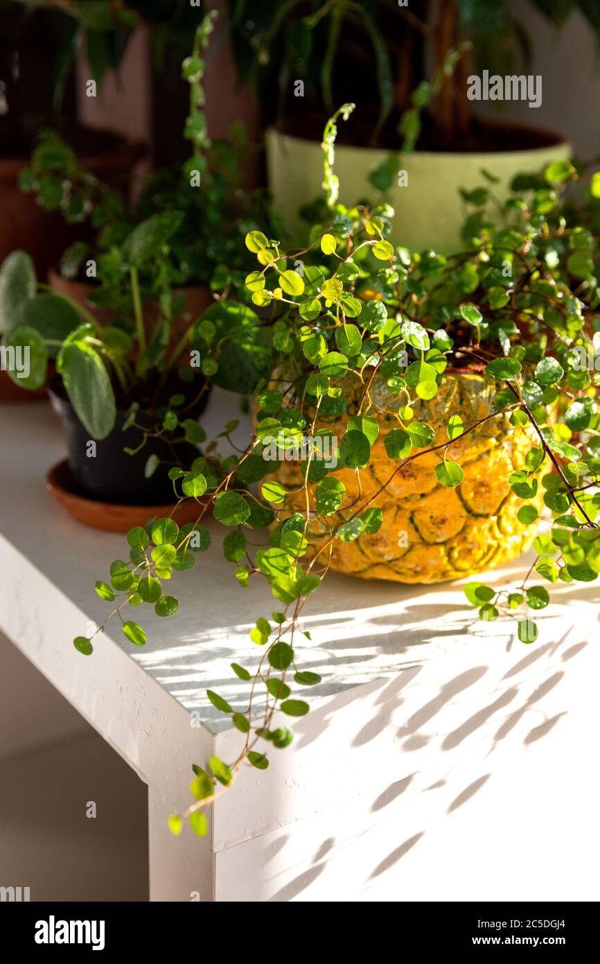 Plant Muehlenbeckia in a decorative planter after wetting from a spray gun on the table lit by sunlight, surrounded by other indoor plants. Stock Photo