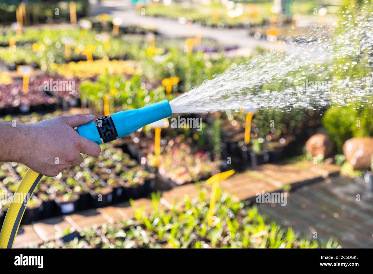 Gardener hand with garden hose watering plants, close up, sun light. Gardening concept Stock Photo