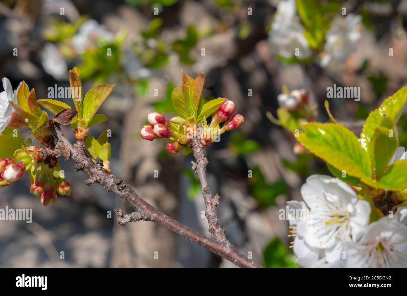 spring cherry flower tree macro close up Stock Photo - Alamy